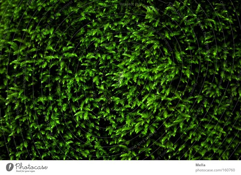 Moosige Zeiten grün weich Teppich Wachstum Schatten Nordseite Hintergrundbild Strukturen & Formen Makroaufnahme Nahaufnahme