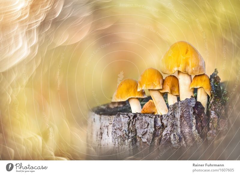 Pilze auf einem Baumstumpf in der Abendsonne Natur Pflanze Wald gelb gold exotisch träumen Farbfoto Außenaufnahme Nahaufnahme Tag Sonnenlicht