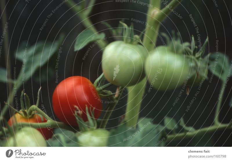 Tomate gesund Gewächshaus rot grün Gemüse Gesundheit Makroaufnahme reif unreif Garten Ernährung alt Stengel