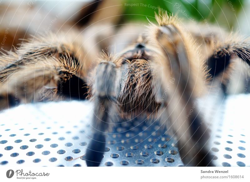 Spider Umwelt Natur Tier Klimawandel Urwald Spinne Tiergesicht Zoo 1 beobachten füttern Vogelspinne Behaarung Farbfoto Nahaufnahme Makroaufnahme Tierporträt