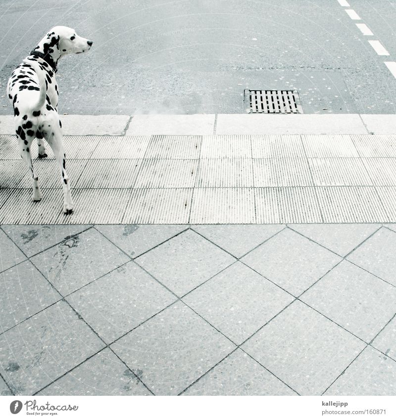 zebra Dalmatiner Hund Tier Tierzucht Haustier Straße Fußgängerübergang Straßenverkehr Punkt schwarz weiß Säugetier vierbeiner Straßenhund