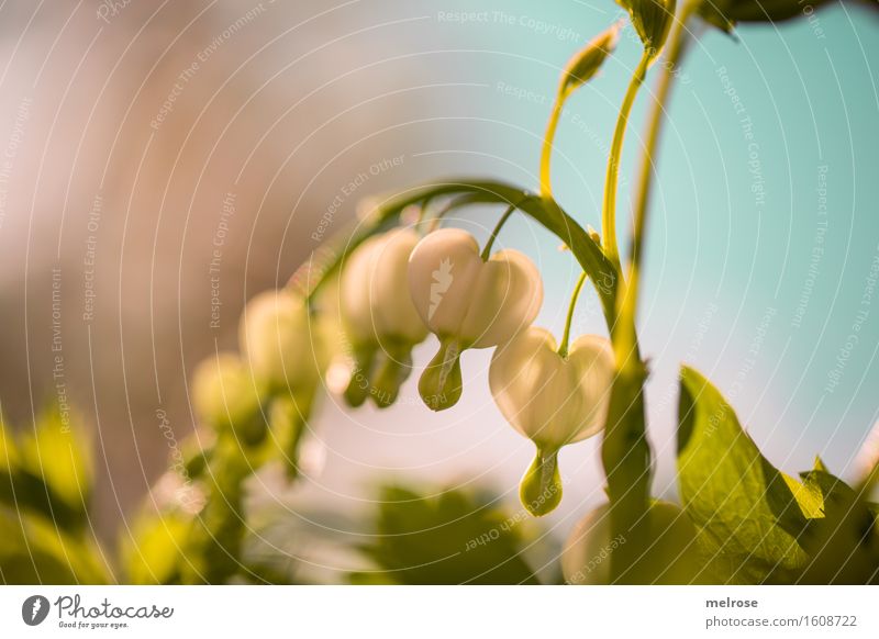 Traurige Herzen elegant Stil Natur Himmel Frühling Schönes Wetter Pflanze Blume Sträucher Blatt Blüte Wildpflanze Tränendes Herz Erdrauchgewächse Blütenpflanze