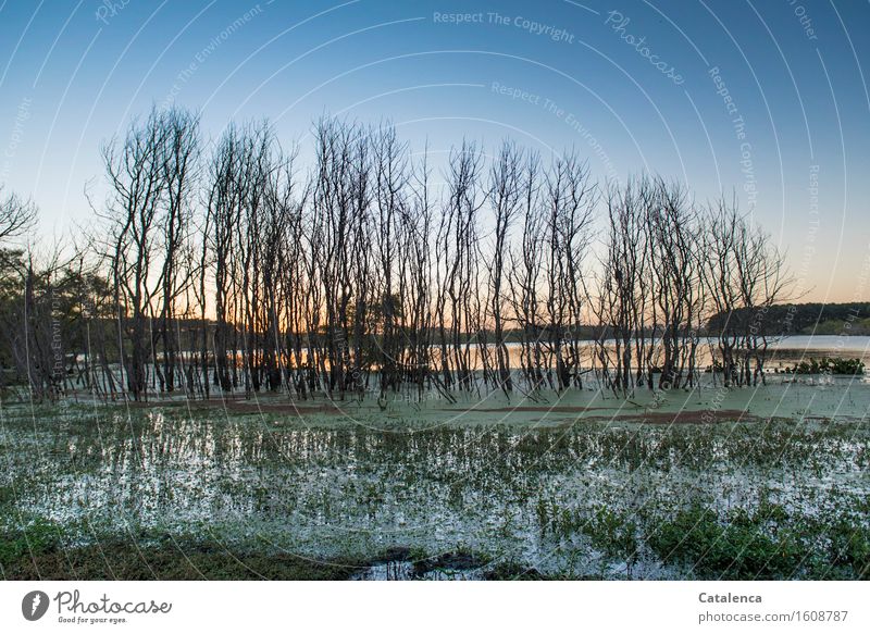 Froschrevier, Baumgruppe am sumpfigen Seeufer harmonisch Angeln Rudern wandern Wassersport Schwimmen & Baden Natur Pflanze Tier Luft Horizont Herbst