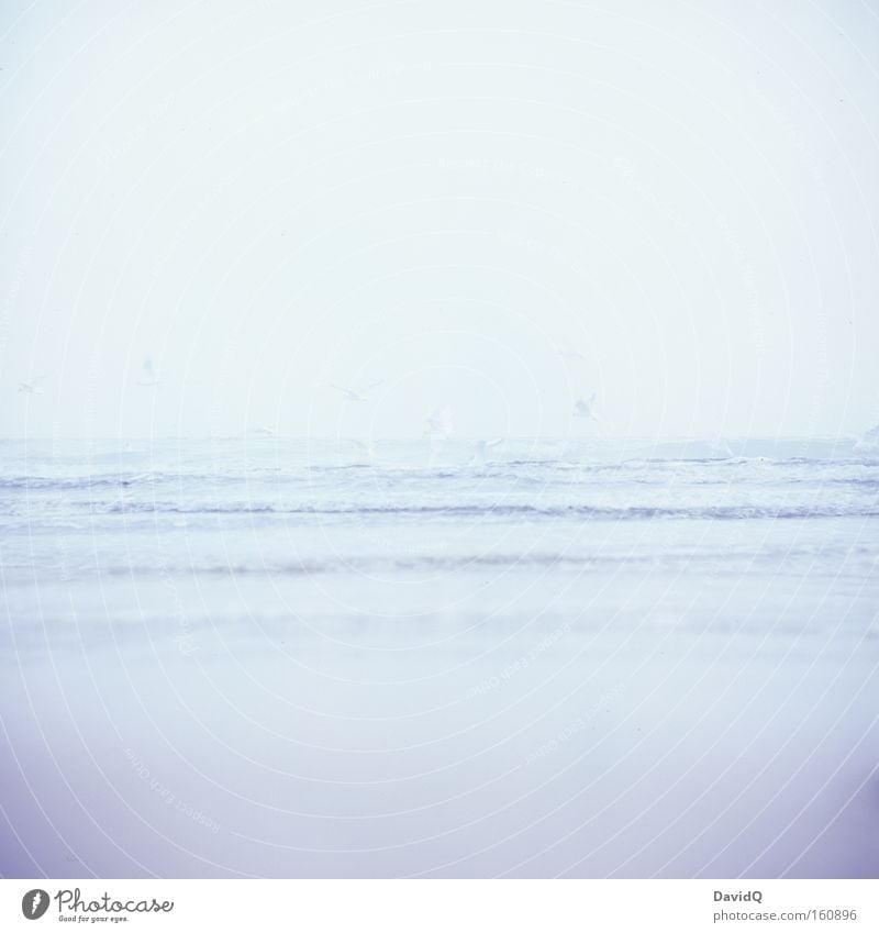 weniger ist meer Meer See Ostsee Wasser Wellen Küste Strand Sand Vogel Möwe tief Ferne Horizont Fernweh Lomografie