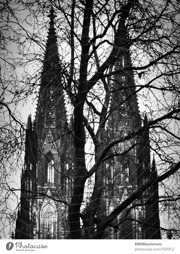 Der Kölner Dom Kirche Deutschland Sehenswürdigkeit Baum abstrakt Schwarzweißfoto dunkel Gotteshäuser kölner dom wwII