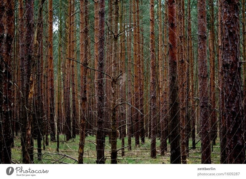 Monokultur Ausflug Brandenburg Frühling Landschaft Wald Kiefer Nadelwald Baumstamm Nadelbaum Märchen Märchenwald Hintergrundbild Strukturen & Formen Ordnung