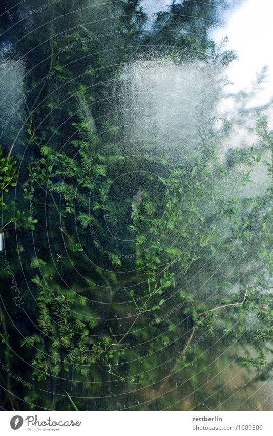 Busch hinter Glas Frühling Landschaft Natur Pflanze Sträucher Blatt Ast Zweig Fensterscheibe Scheibe Glasscheibe durchsichtig Klarheit grün Blattgrün Unschärfe