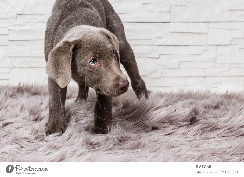Ich schäme mich so..... Tier Haustier Hund Labrador Welpe 1 Tierjunges Blick stehen braun Gefühle Tierliebe demütig Traurigkeit schuldig Scham Reue Hemmung