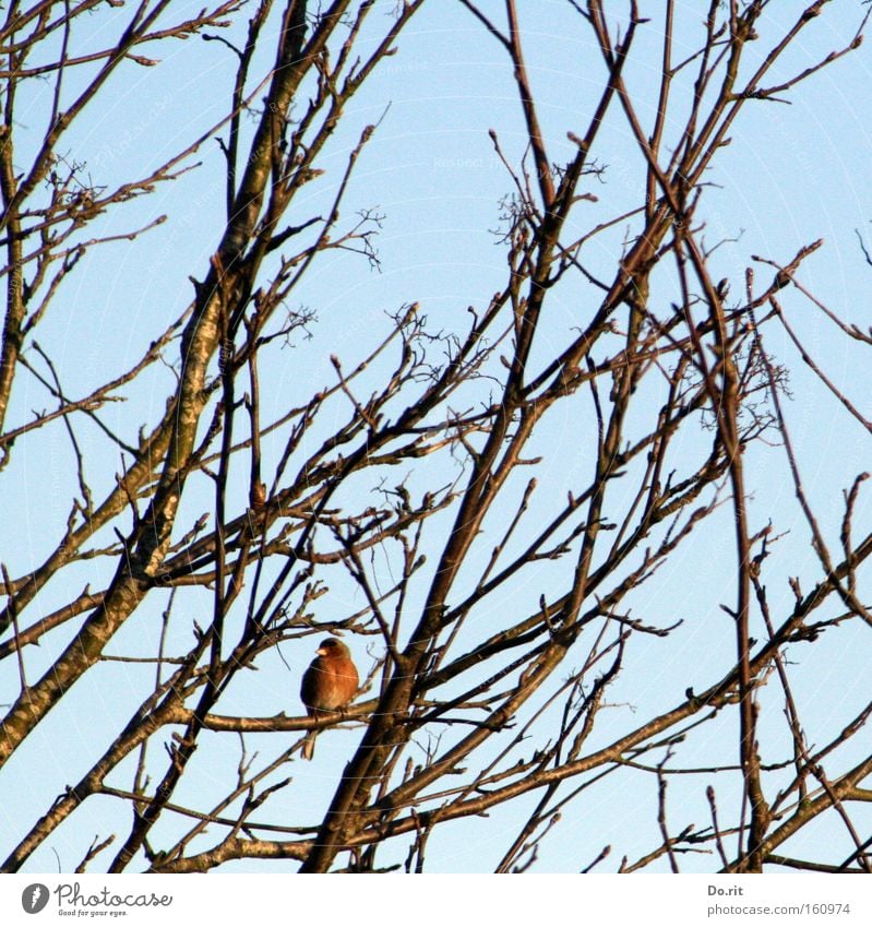 den Überblick behalten Winter Baum Vogel beobachten frieren genießen hocken hören Blick warten singen Gesang Feder Rotkehlchen Pfeifen Gezwitscher Blauer Himmel