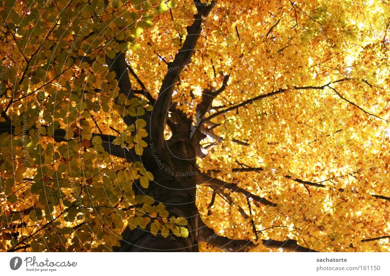 Hofgarten Innsbruck Baum Blatt orange Herbst Stimmung Jahreszeiten gelb Ast