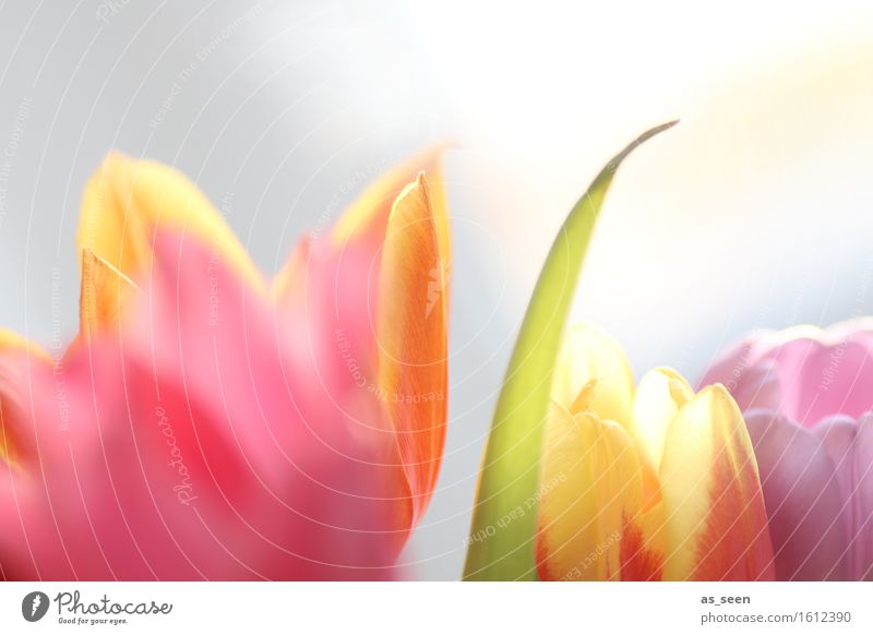 Im Licht Lifestyle Wellness Leben harmonisch Sinnesorgane Garten Muttertag Ostern Umwelt Natur Pflanze Frühling Sommer Tulpe Blüte Blütenblatt Blumenstrauß