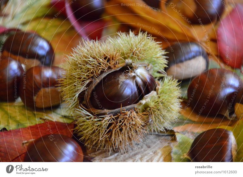 stacheliger Pelzmantel - Esskastanie in Schale zwischen buntem Herbstlaub Lebensmittel Frucht Dessert Ernährung Maronen Erntedankfest Natur Pflanze Baum Blatt