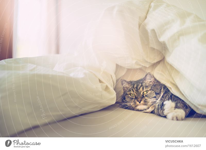 Katze im Bett unter Decke Lifestyle Freude Erholung Häusliches Leben Wohnung Schlafzimmer Haustier 1 Tier Design Liebe gemütlich liegen Farbfoto Innenaufnahme