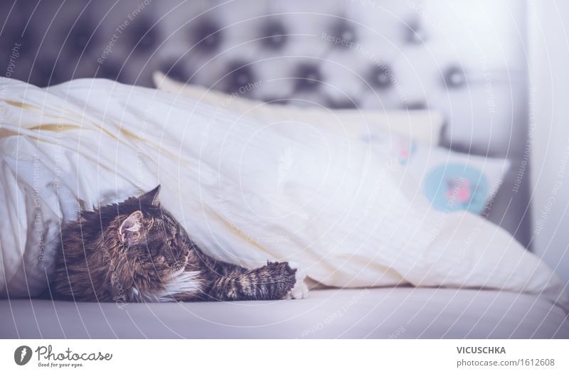 Katze im Bett unter der Decke Lifestyle Erholung Häusliches Leben Wohnung Schlafzimmer Tier Haustier 1 Freude home Bettdecke Farbfoto Innenaufnahme