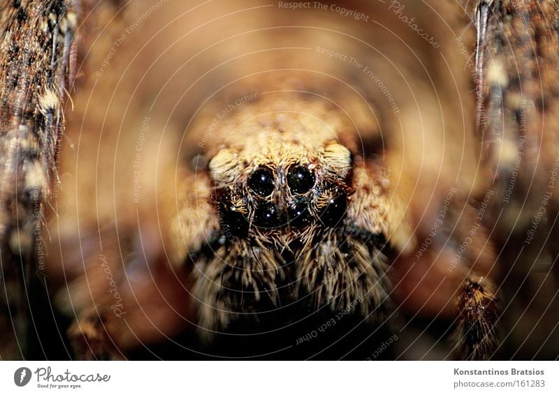 klein Wolfi Farbfoto Innenaufnahme Nahaufnahme Makroaufnahme Unschärfe Tierporträt Blick in die Kamera Spinne 1 Netz bedrohlich dunkel Ekel groß gruselig braun