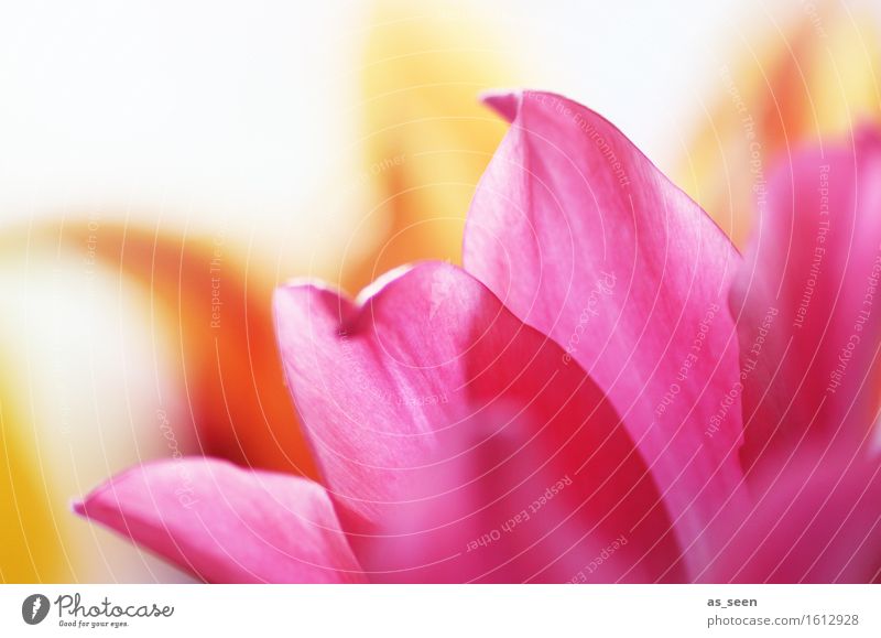 Pink dreams Lifestyle Stil Design harmonisch Sinnesorgane Sommer Garten Valentinstag Muttertag Ostern Umwelt Natur Pflanze Sonnenlicht Frühling Schönes Wetter