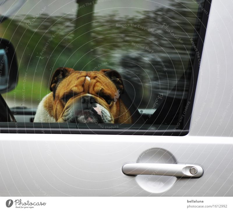 Botox Tier Haustier Hund Tiergesicht Fell 1 beobachten entdecken Erholung fahren Blick sitzen träumen Traurigkeit warten Hautfalten PKW Autotür Fenster