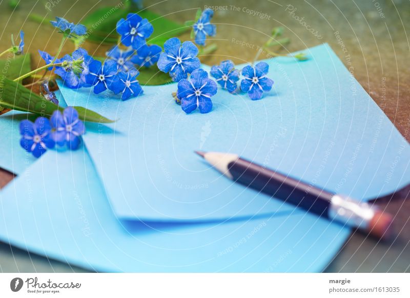 Vergissmeinnicht - Blumen mit blauen Papier und Bleistift Beruf Büroarbeit Arbeitsplatz Werbebranche sprechen Blüte Grünpflanze schreiben Freundschaft Liebe