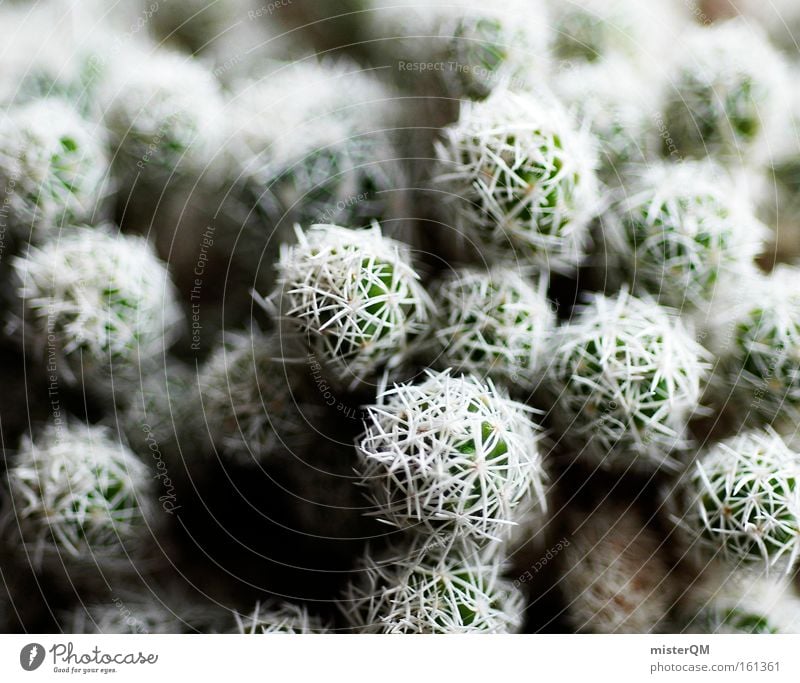 AUTSCH! Kaktus Stachel Spitze Zimmerpflanze gefährlich Respekt Vorsicht Strukturen & Formen Ordnung Muster Dorn Wüste grün Natur abstrakt Detailaufnahme
