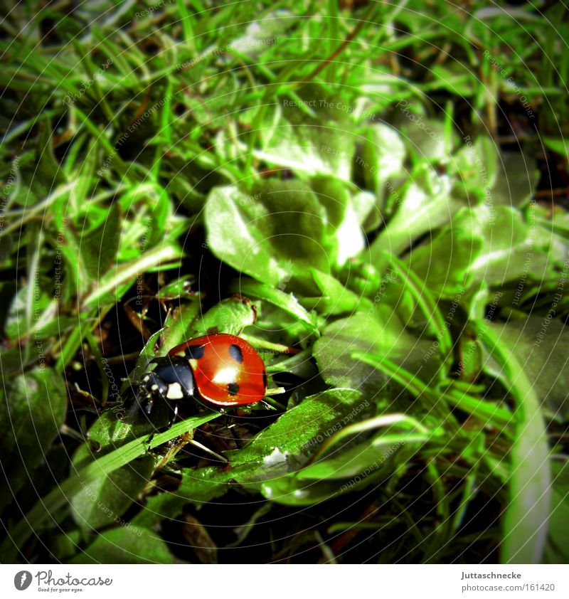 Alles Glück dieser Welt Marienkäfer Käfer Insekt Glücksbringer Siebenpunkt-Marienkäfer Frühling krabbeln Wiese Natur Frieden Juttaschnecke