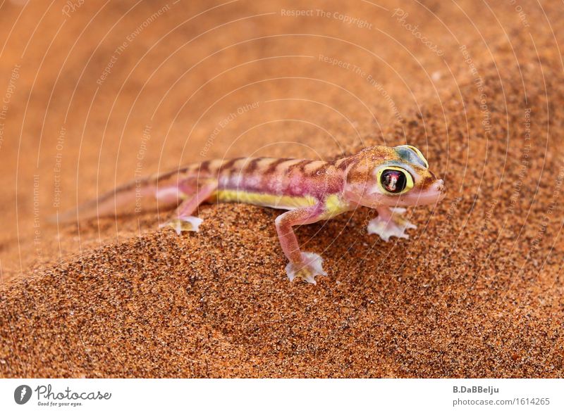 Gecko Abenteuer Safari Expedition Sand Wärme Dürre Tier Wildtier 1 exotisch Wüste Namib Namibia Namibgecko Pachydactylus rangei Afrika Farbfoto Außenaufnahme