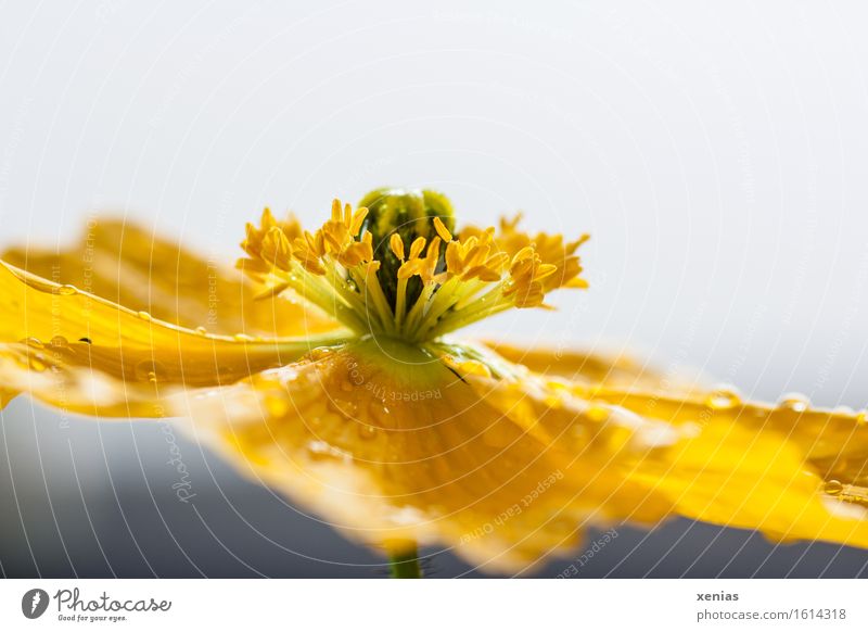 Makroaufnahme einer gelben Blüte Islandmohn vor hellem Hintergrund Staubfäden Wasser Wassertropfen Frühling Sommer Regen Blume grau grün Nahaufnahme