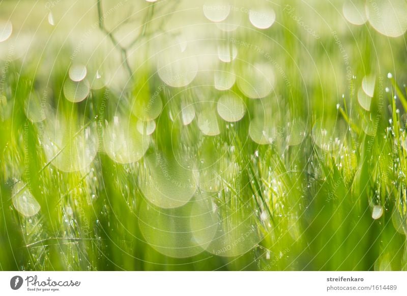 Sonnentropfen - in Unschärfe getauchte Grashalme und Tautropfen i harmonisch Umwelt Natur Pflanze Wasser Wassertropfen Frühling Sommer Blatt Wiese entdecken