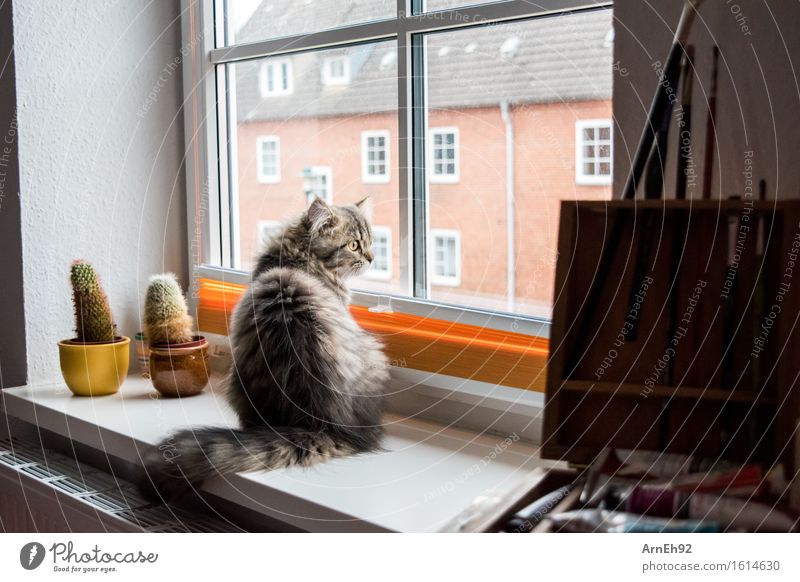 Fensterplatz malen Tier Haustier Katze Tiergesicht Fell 1 Tierjunges Pinsel beobachten Erholung sitzen Freundlichkeit klein natürlich schön Stimmung Tierliebe