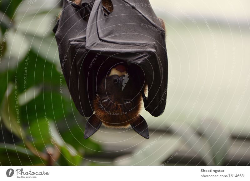 abhängen Umwelt Tier Wildtier Tiergesicht Flügel 1 Fressen schwarz Angst Abenteuer Dracula Fledermaus Höhle Batman Farbfoto Textfreiraum rechts Morgen