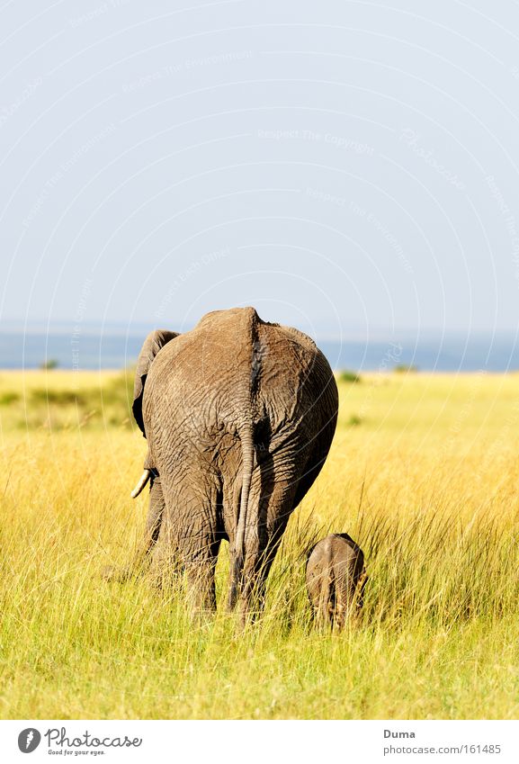Geborgenheit Elefantenbaby Wildnis Safari Gras harmonisch Tier Natur Landschaft Schutz Kenia Afrika Vertrauen Säugetier Wildlife Ferien & Urlaub & Reisen