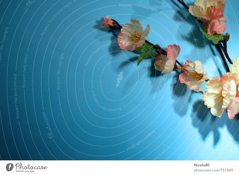 Frühling der sich ewig hält Dekoration & Verzierung Blume Blüte Kunststoff frisch hell-blau Kirschblüten sommerlich zart Kunstblume künstlich Zweig Kitsch