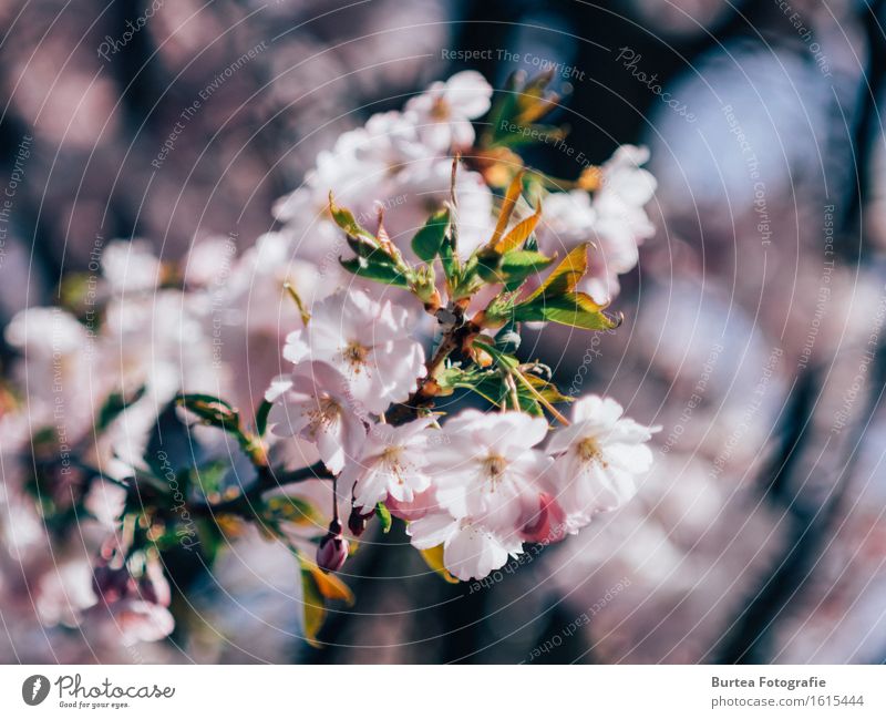 Cherry Blossom Natur Pflanze Frühling Baum Blume Zierkirsche Garten schön Wärme mehrfarbig grün rosa Blüte Unschärfe Burtea Fotografie Farbfoto Außenaufnahme