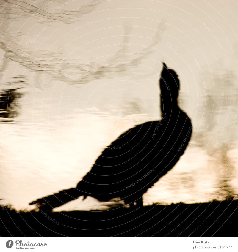 Verbaselte Spiegelung Vogel Gezwitscher Silhouette Wasser Teich See schwarz indirekt Reflexion & Spiegelung Europa entsättigt trist Kormoran