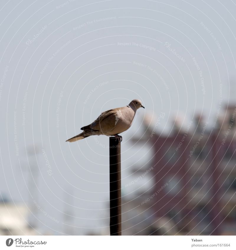 Pole Position Vogel Taube Fahnenmast Pfosten Mitte Türkei Mittelmeer Luftverkehr Mittelpunkt Einsamkeit überblicken Allesblicker Vogelperspektive