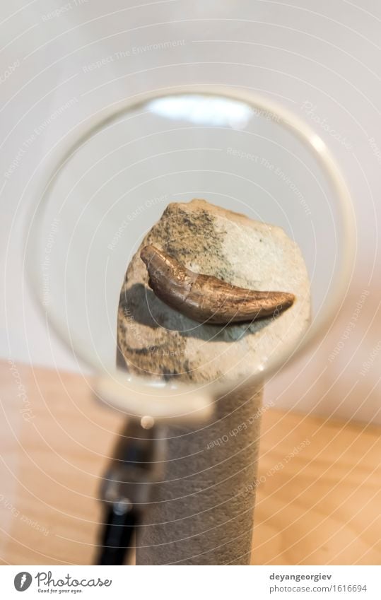 Zahn eines alten Tieres im Museum Zähne groß historisch natürlich wild weiß fossil Hintergrund antik Urzeit Biest ausgestorben Knochen Archäologie Paläontologie