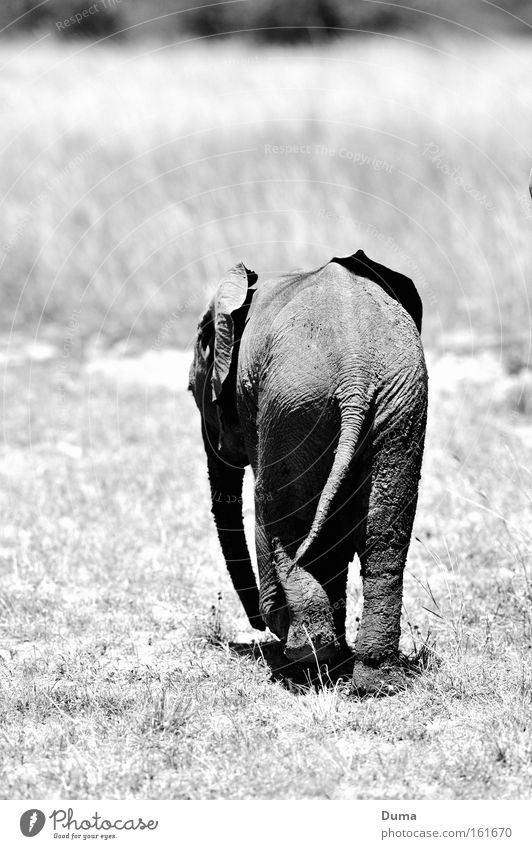 Allein Allein... Elefantenbaby Wildnis Safari Natur Landschaft Afrika Einsamkeit Maassai Mara Gras Savanne Steppe grau Rüssel Säugetier