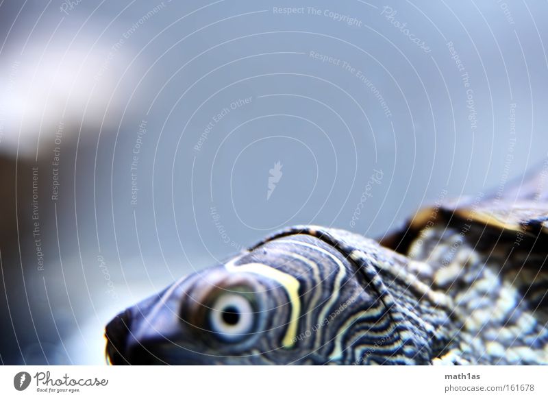 Schildkröte I Muster Makroaufnahme Leder Haut gepanzert turtle streigen Auge