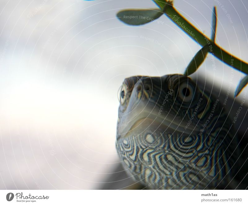 Schildkröte II Muster Makroaufnahme Leder Haut Pflanze Wasser Unterwasseraufnahme gepanzert turtle streigen Auge