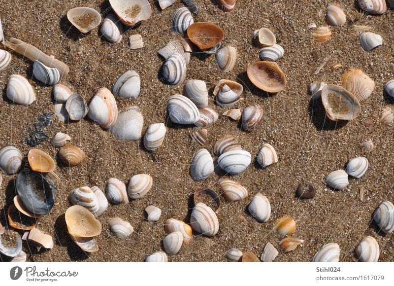 Muscheln Strand Meer Natur Ein Lizenzfreies Stock Foto Von Photocase