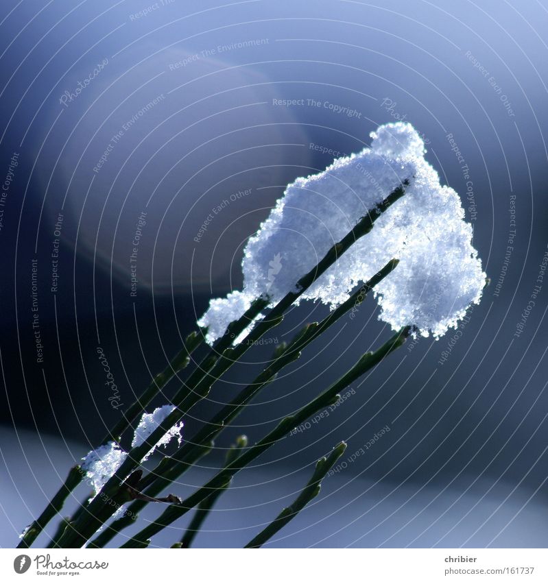 Eis am Stiel Schnee Winter Gegenlicht Reflexion & Spiegelung weich weiß Frost blau glänzend strahlend Ginster chribier Traurigkeit