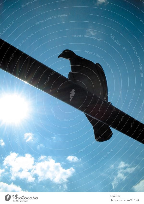 Stangenvogel Taube Vogel Stab Wolken Verkehr Himmel Sonne blau Schatten siluette