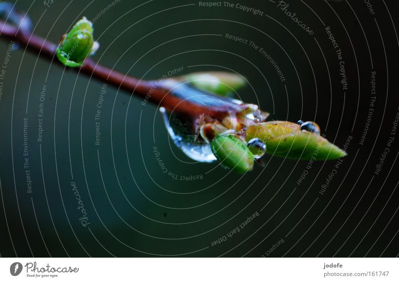 Frühlingsregen Ast Zweig Wassertropfen Pflanze Sträucher Natur Blase Blattknospe Wachstum gedeihen Makroaufnahme Nahaufnahme blättchen