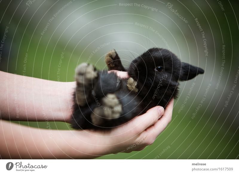!!! 600 !!! Mädchen Arme Hand Finger 1 Mensch 8-13 Jahre Kind Kindheit Haustier Tiergesicht Fell Pfote Zwergkaninchen Säugetier Nagetiere Hasenbaby Hasenlöffel