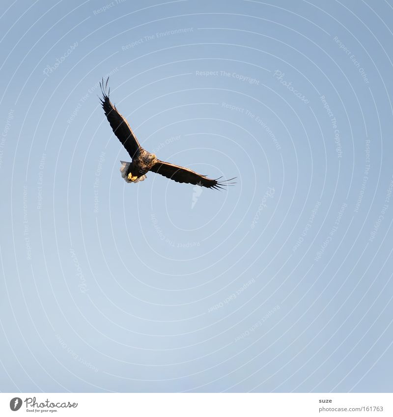 Seeadler Jagd Freiheit Umwelt Natur Luft Himmel Wolkenloser Himmel Klima Schönes Wetter Tier Wildtier Vogel Adler 1 blau Kraft Macht Greifvogel Beute Feder