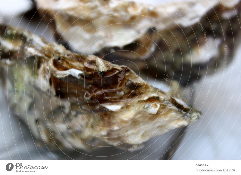 Glitschig Meeresfrüchte Ernährung Auster Champagner Restaurant Erfolg Gastronomie Fisch Muschel kalt Dekadenz salzig Meerwasser Jetset sehr salzig Farbfoto