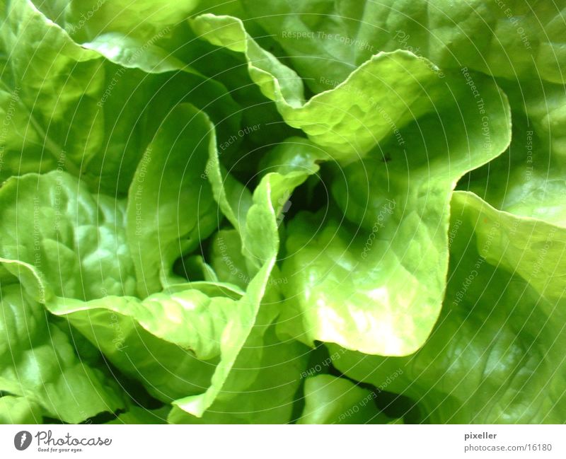 saladfood grün Pflanze Gesundheit Salat Vegetarische Ernährung