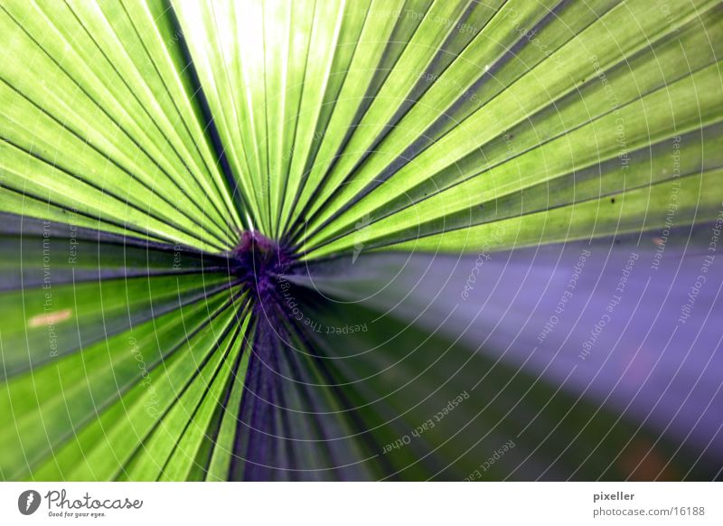 los palmos Palme Pflanze Blatt Licht grün violett Sommer Ferien & Urlaub & Reisen Sonne