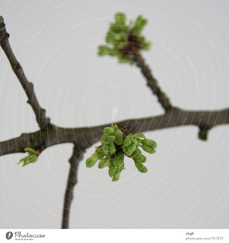 Knospen sprießen aus dem Ast Blütenknospen Blattknospe Zweig grün braun weiß Detailaufnahme Frühling Wachstum grünen abstrakt Unschärfe