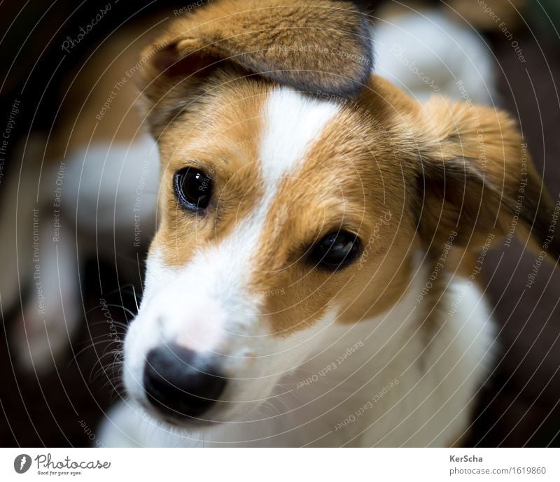 Terrierwelpe von KerScha. Ein lizenzfreies Stock Foto zum Thema Hund