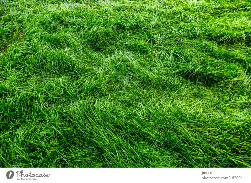 Kuschelgras Garten Wiese Wachstum weich grün Bewegung Natur Farbfoto Außenaufnahme Menschenleer Kontrast